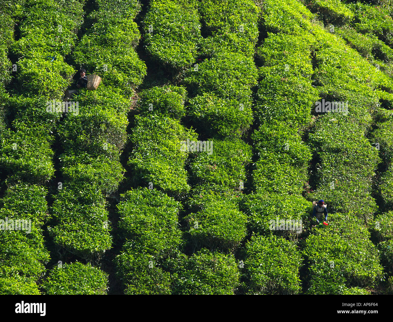 Cameron Highlands Malaysia Stock Photo - Alamy