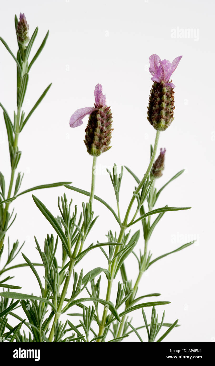 French Lavender (Lavandula Stoechas Anouk) Stock Photo