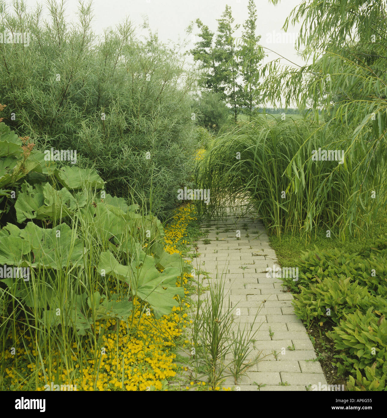 Pale brick path between lush beds of waterloving plants including willows and ormamental rhubarb Stock Photo