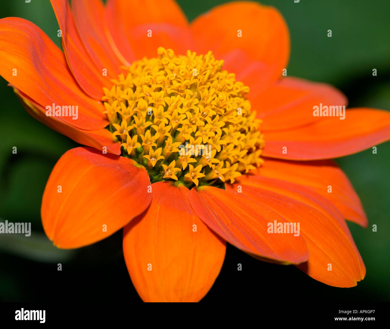 Mexican Sunflower (Tithonia rotundifolia) Stock Photo