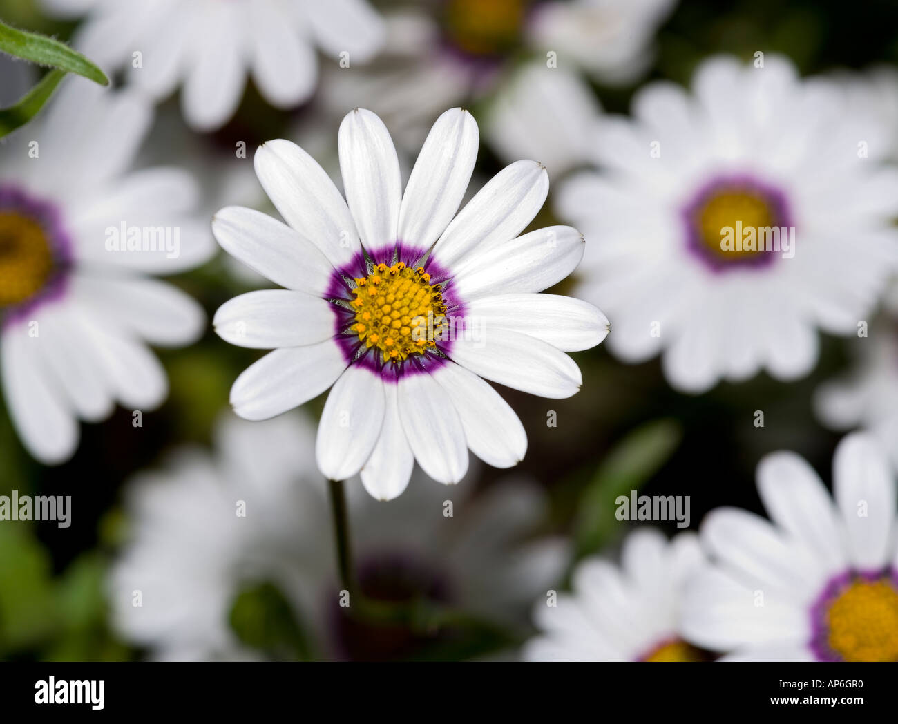 Rain Daisy (Dimorphotheca pluvialis) Stock Photo
