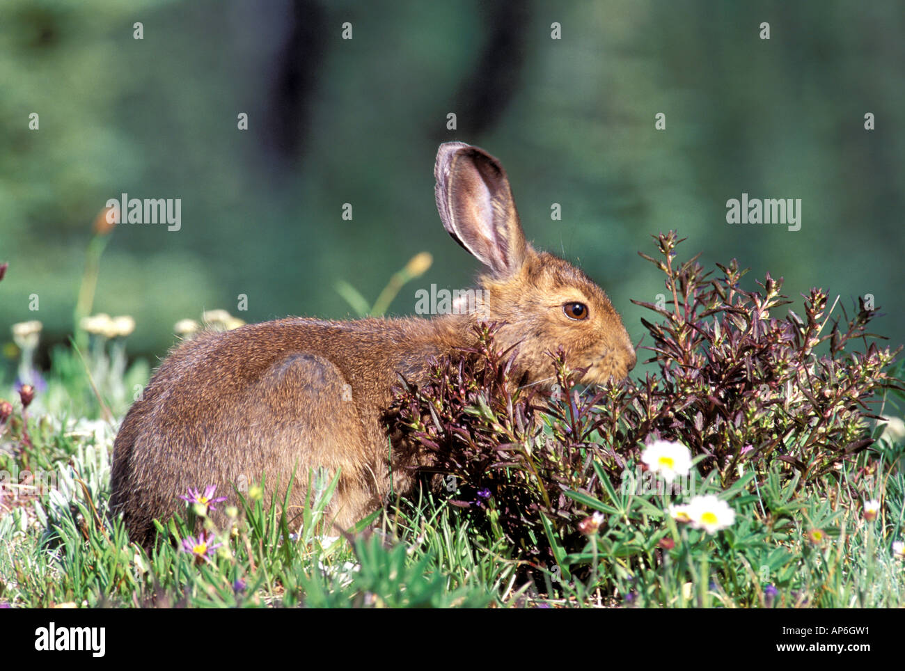 North America, USA, Washington, Olympic National Park, Snowshoe Hare