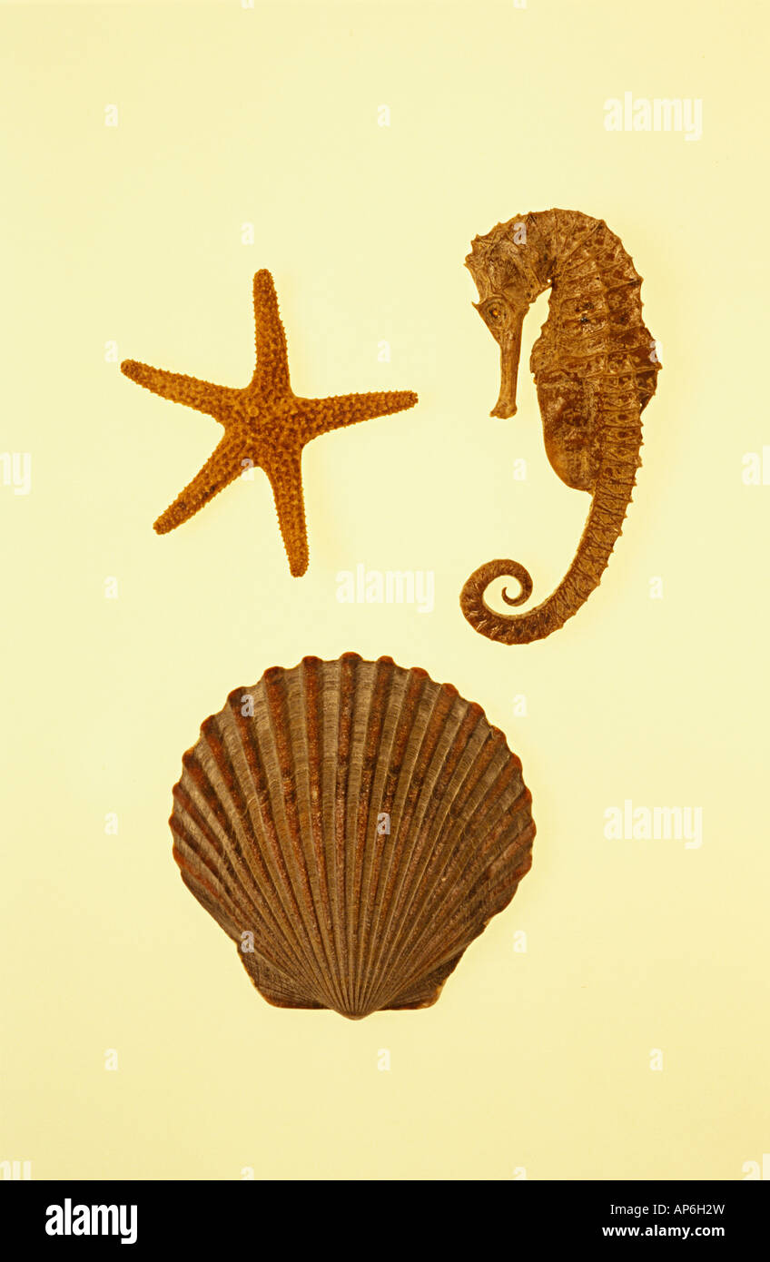 ジョングラッコー Lot JG-19 Seahorse vs Starfish John Gluckow Lot JG-19 Seahorse vs Starfish