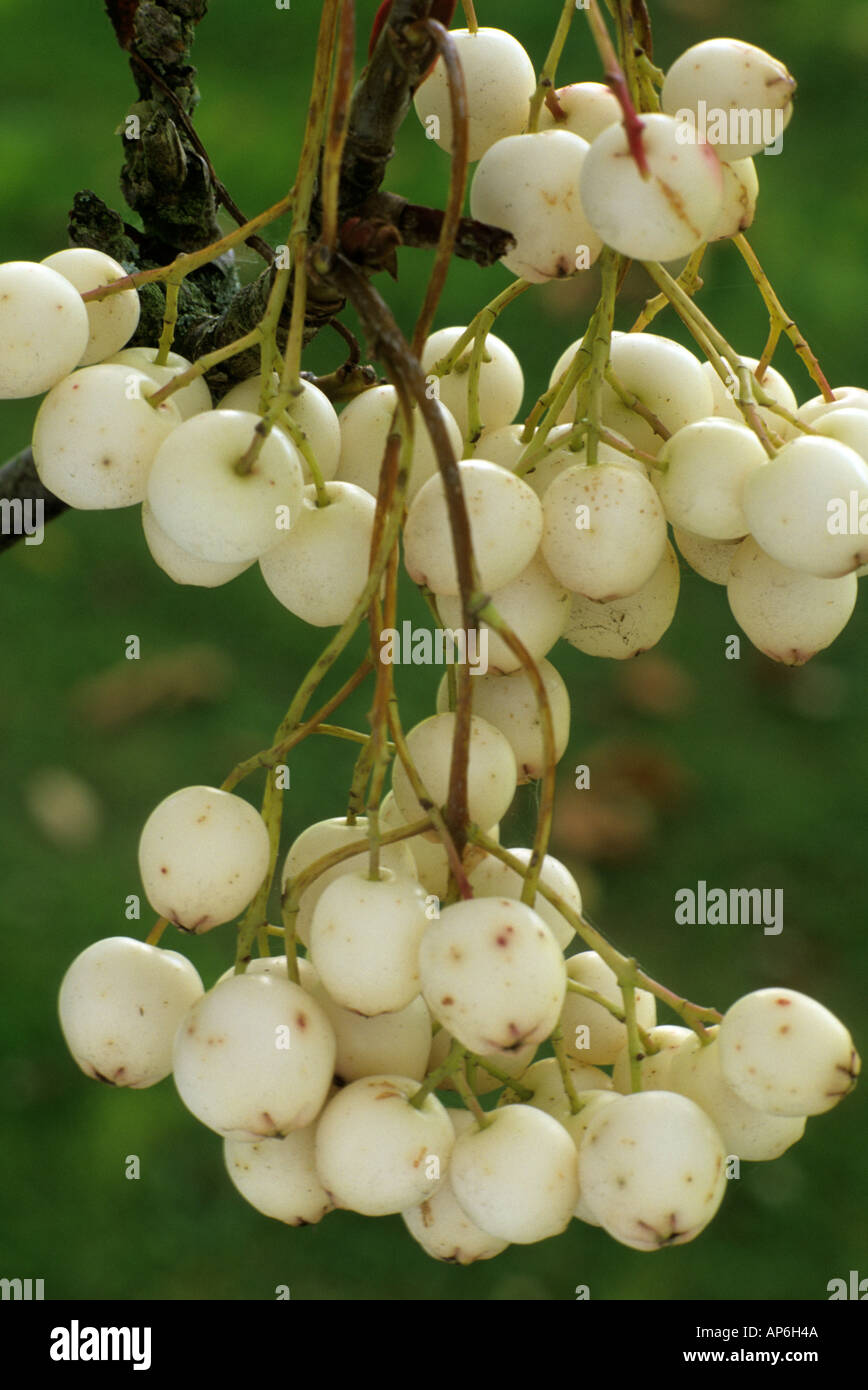 Sorbus cashmiriana, AGM, white Autumn berries, garden plant berry Stock Photo
