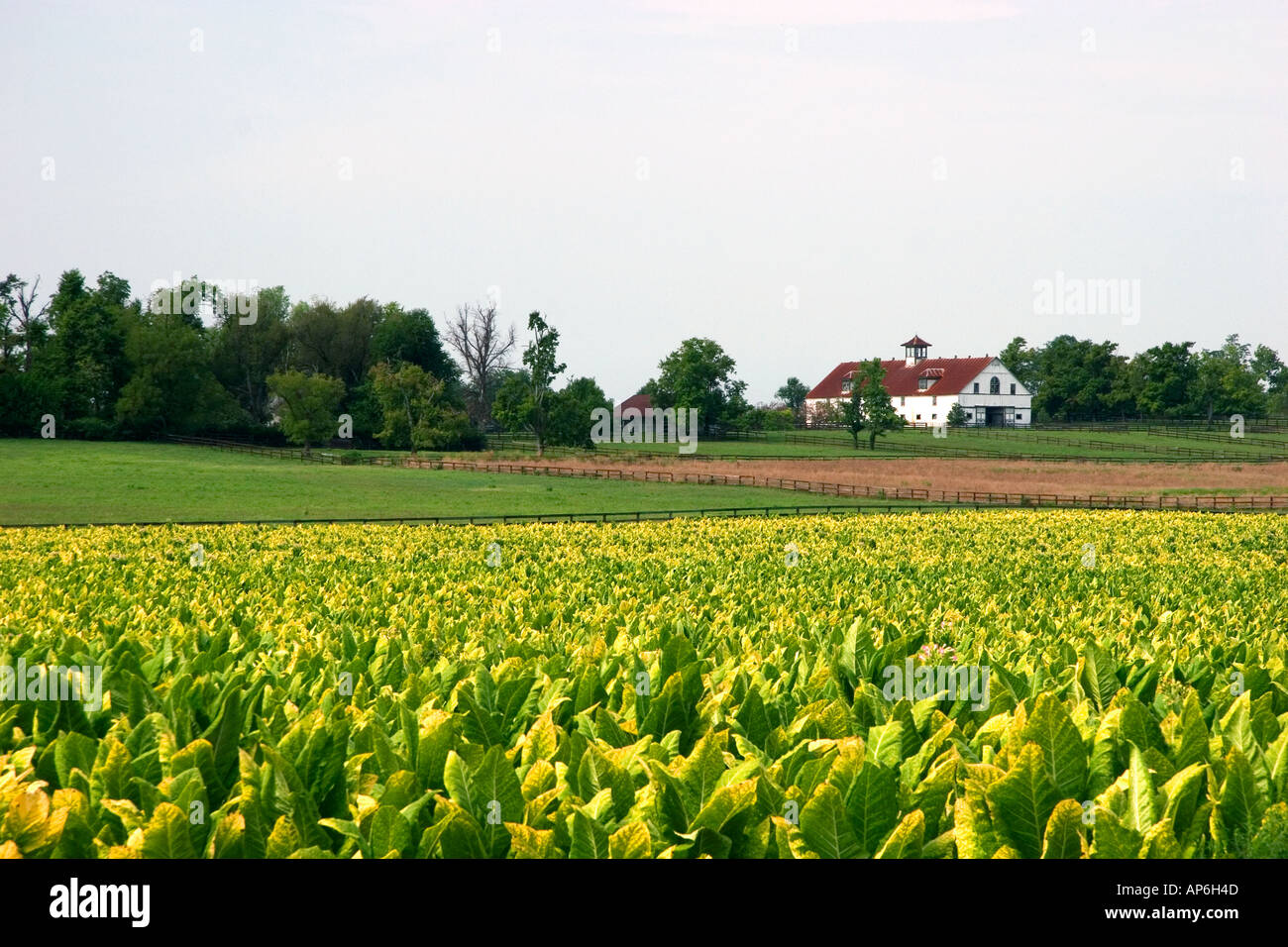 tobacco lexington ky Tobacco farm kentucky hi-res stock photography and images