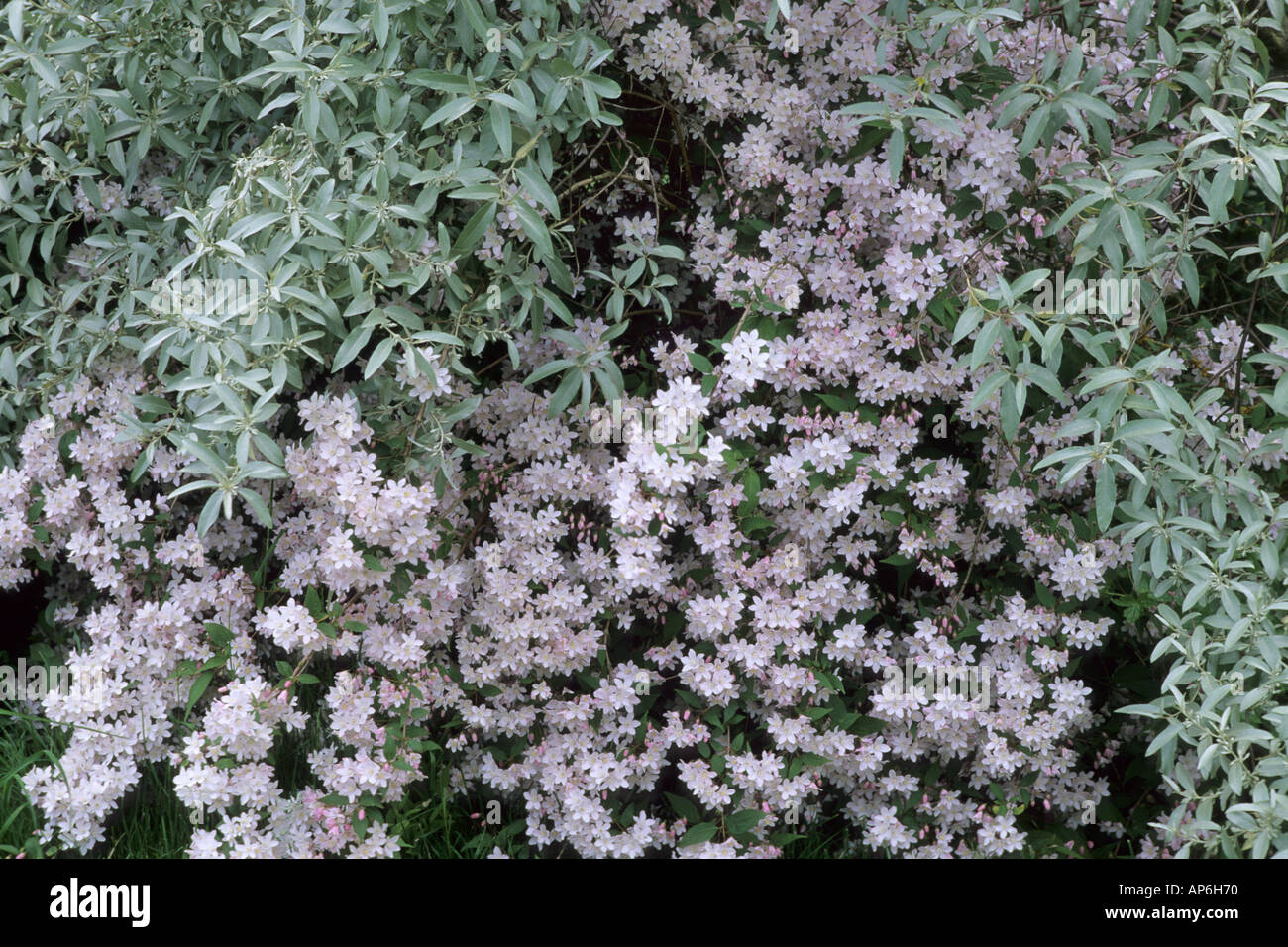 Eleagnus 'Quicksilver' & Exochorda x macrantha 'The Bride', pink white flowers, silver grey foliage, garden plants Stock Photo