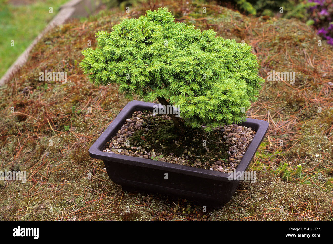 Picea abies 'Little Gem' in small container Stock Photo