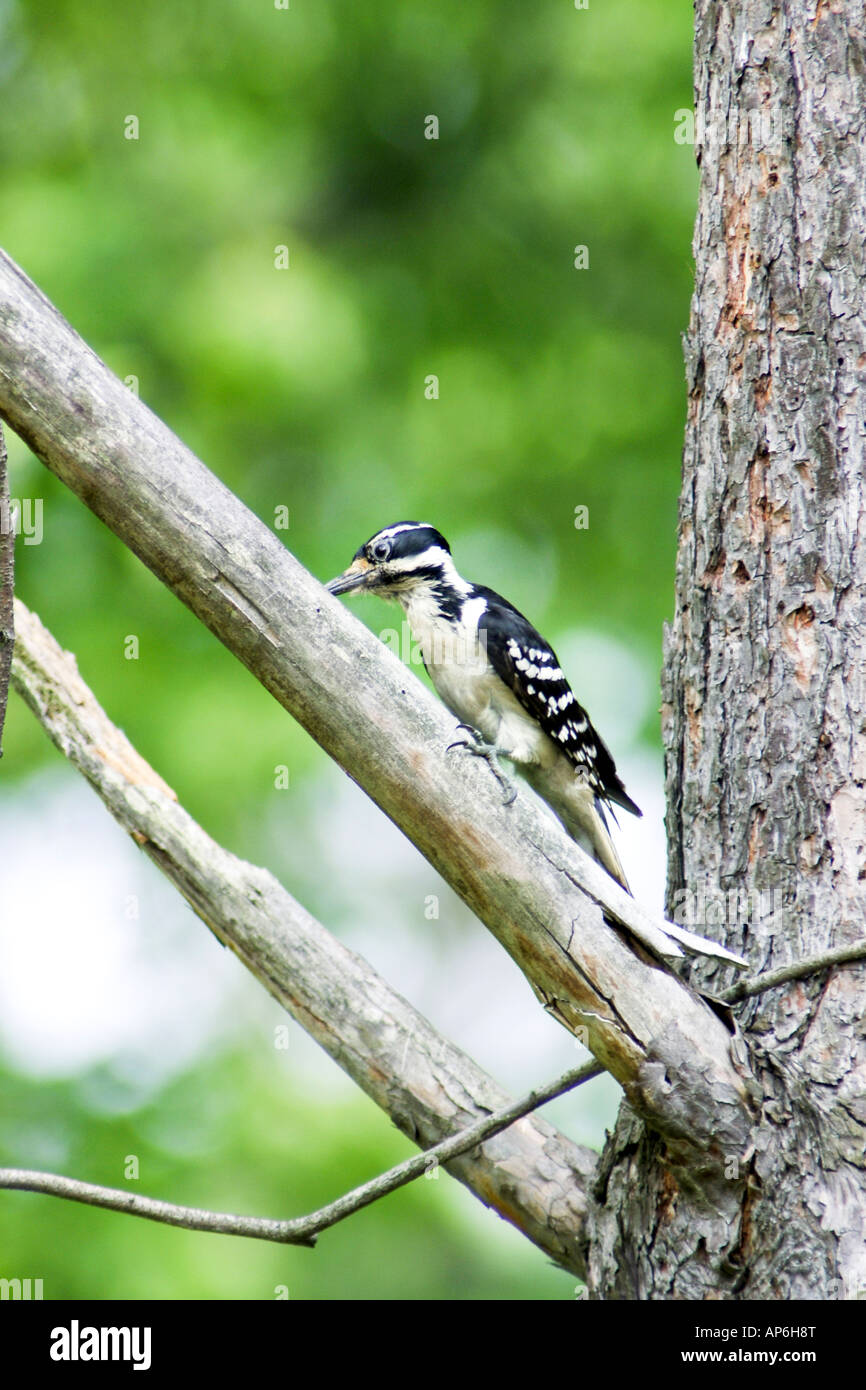 A Downey Woodpecker sitting on the branch of a dead tree pecking out the termites for food Stock Photo
