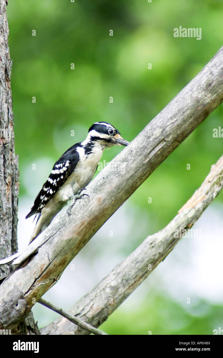 A Downey Woodpecker sitting on the branch of a dead tree pecking out the termites for food Stock Photo