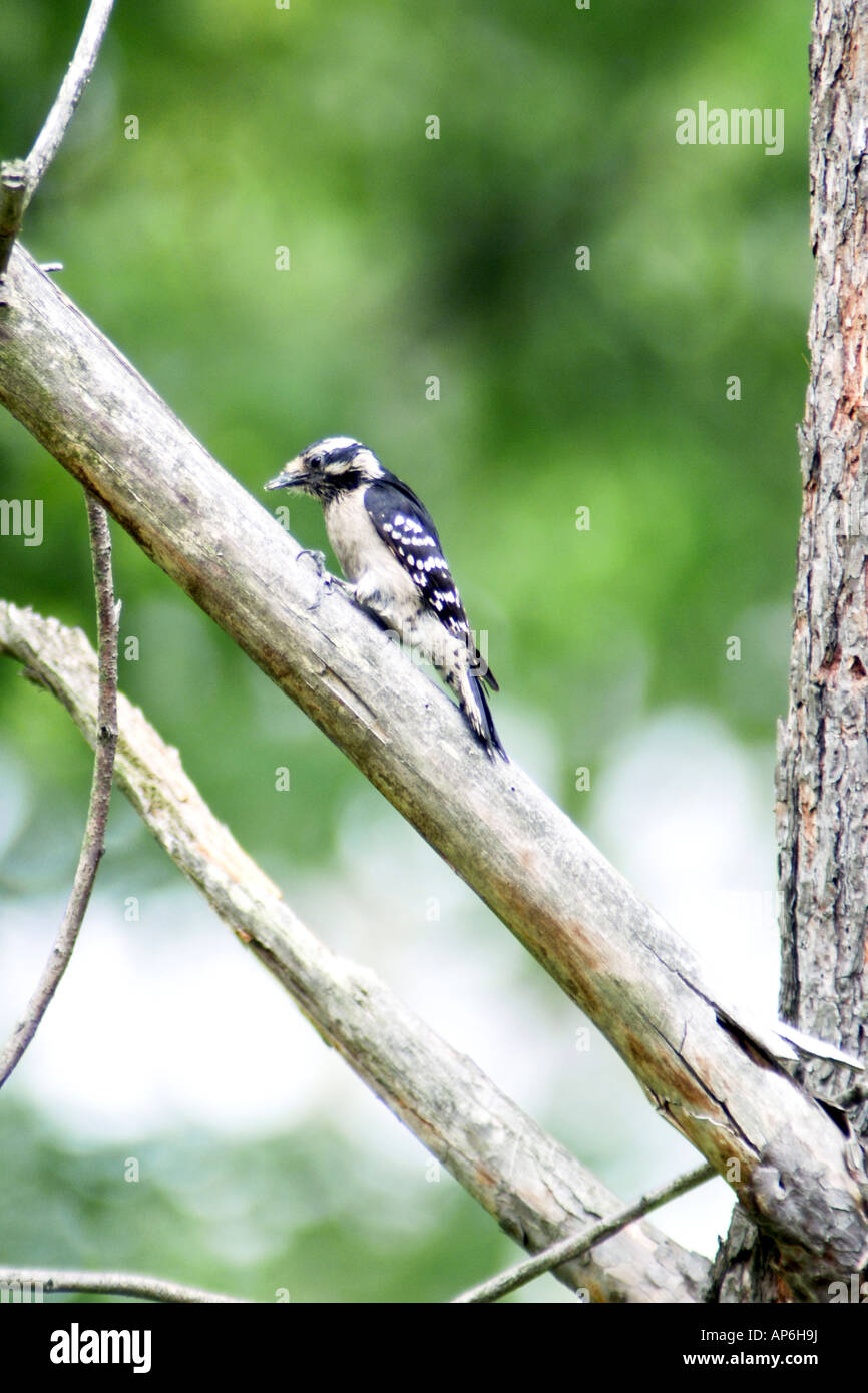 A Downey Woodpecker sitting on the branch of a dead tree pecking out the termites for food Stock Photo