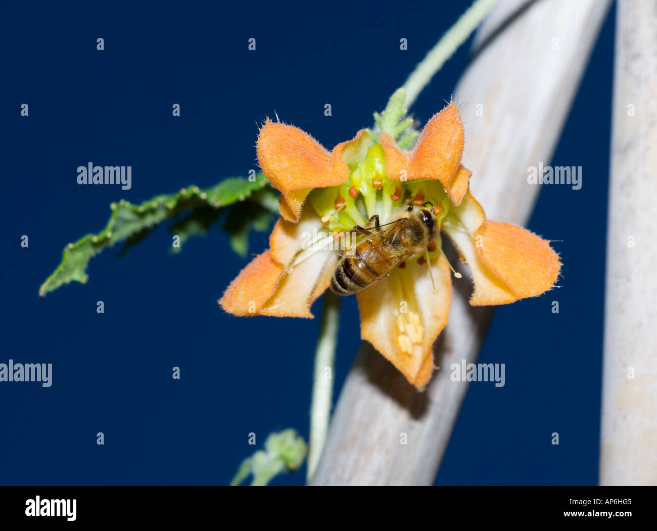 Tingle Lily (Caiophora lateritia) Stock Photo