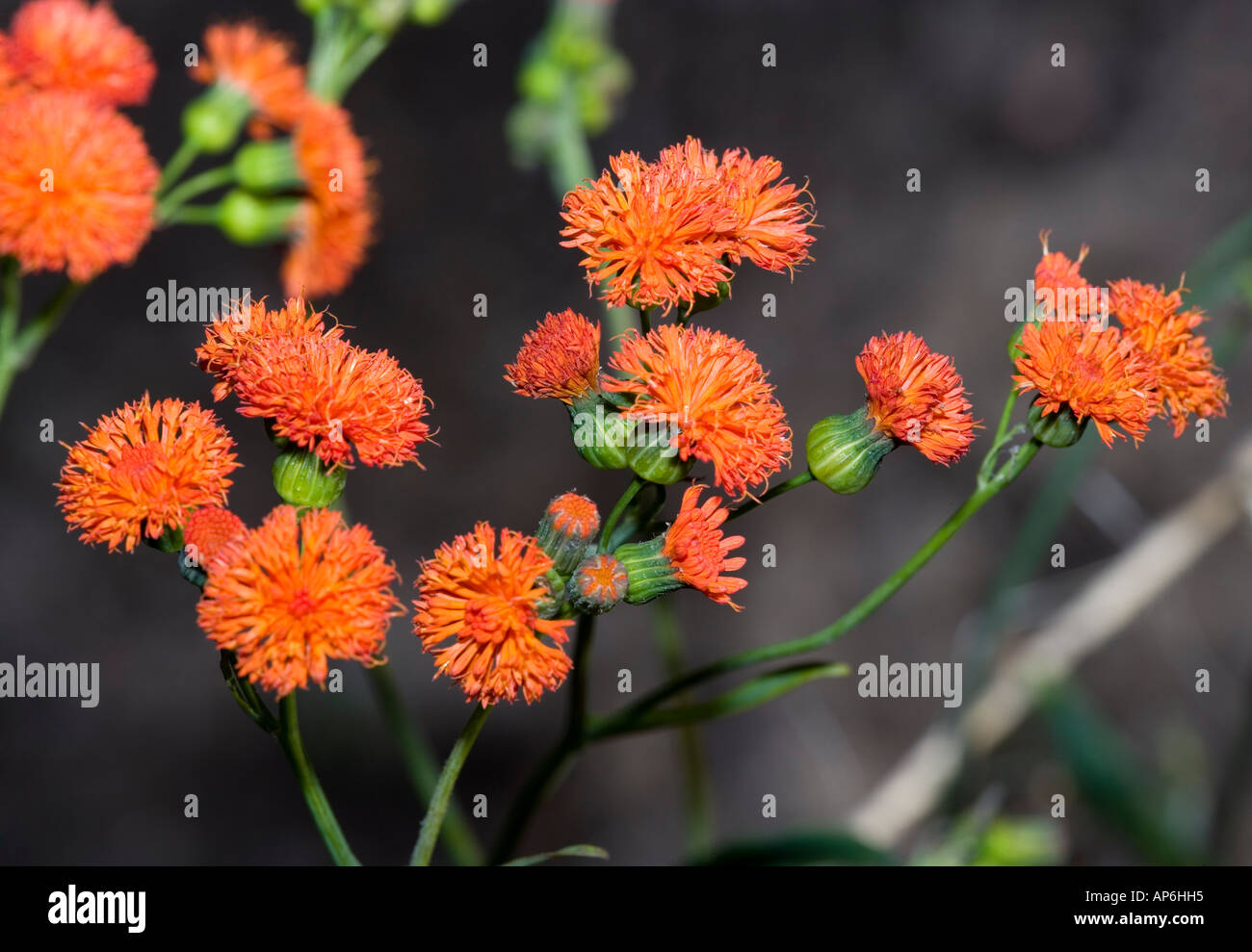 Tassel Flower (Emilia coccinea) Stock Photo