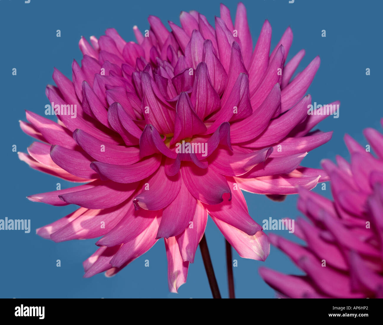 Dahlia &ldquo;Herbert Schmidt Stock Photo - Alamy
