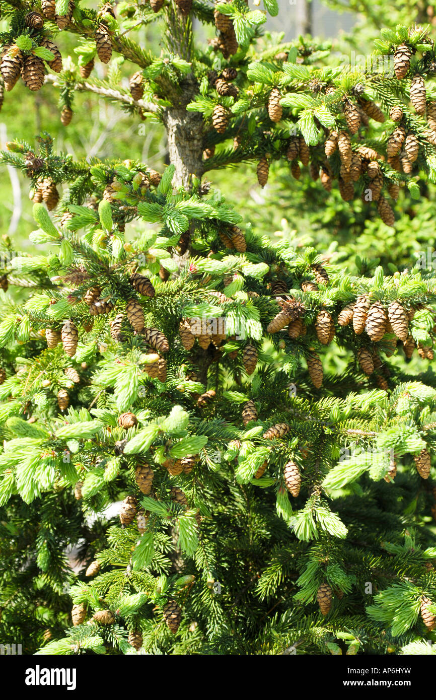 Pine cones hanging from a Spruce tree Picea Abies Stock Photo - Alamy