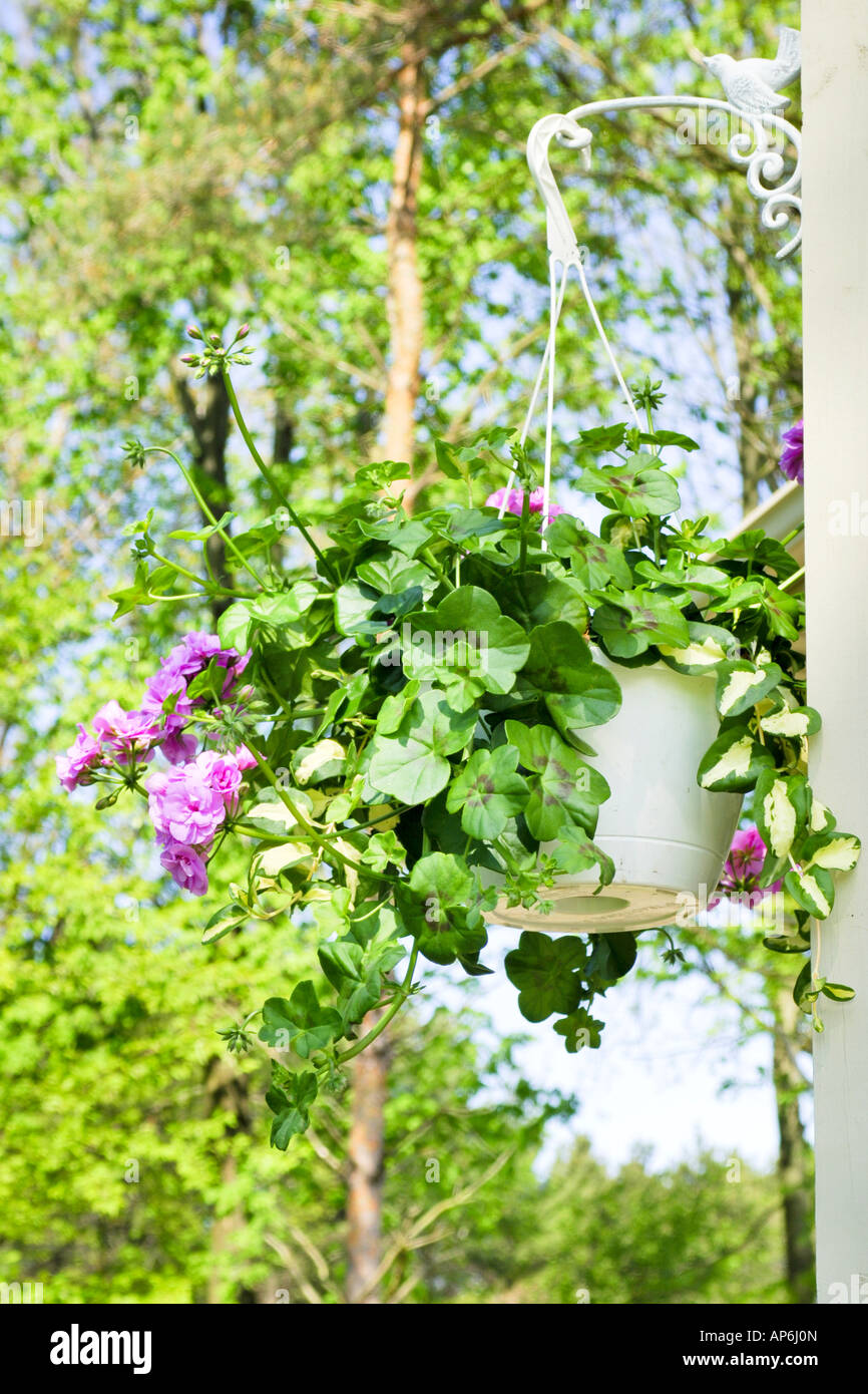 Hanging basket filled with Geraniums Stock Photo Alamy