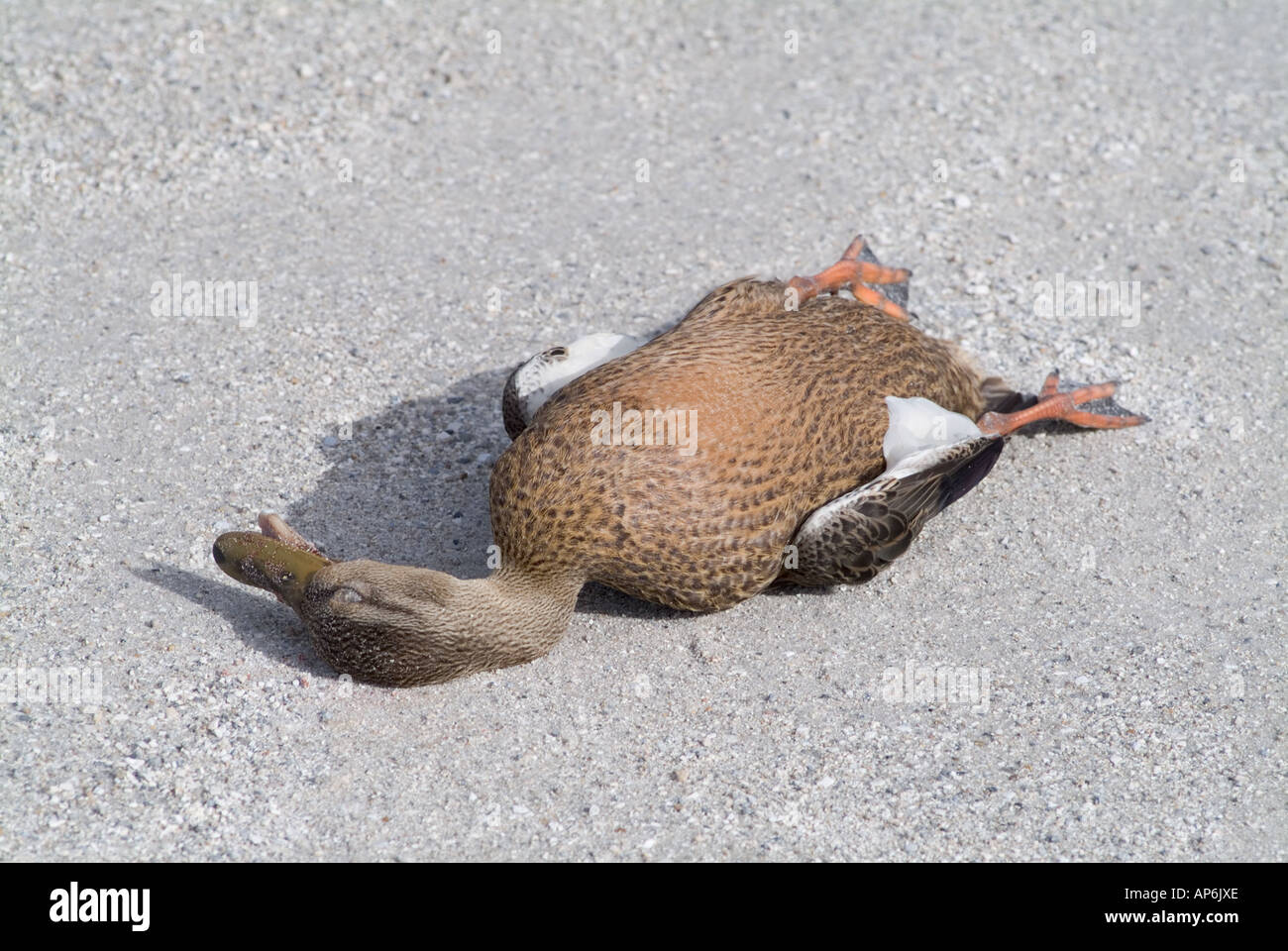 dead duck bird Stock Photo Alamy