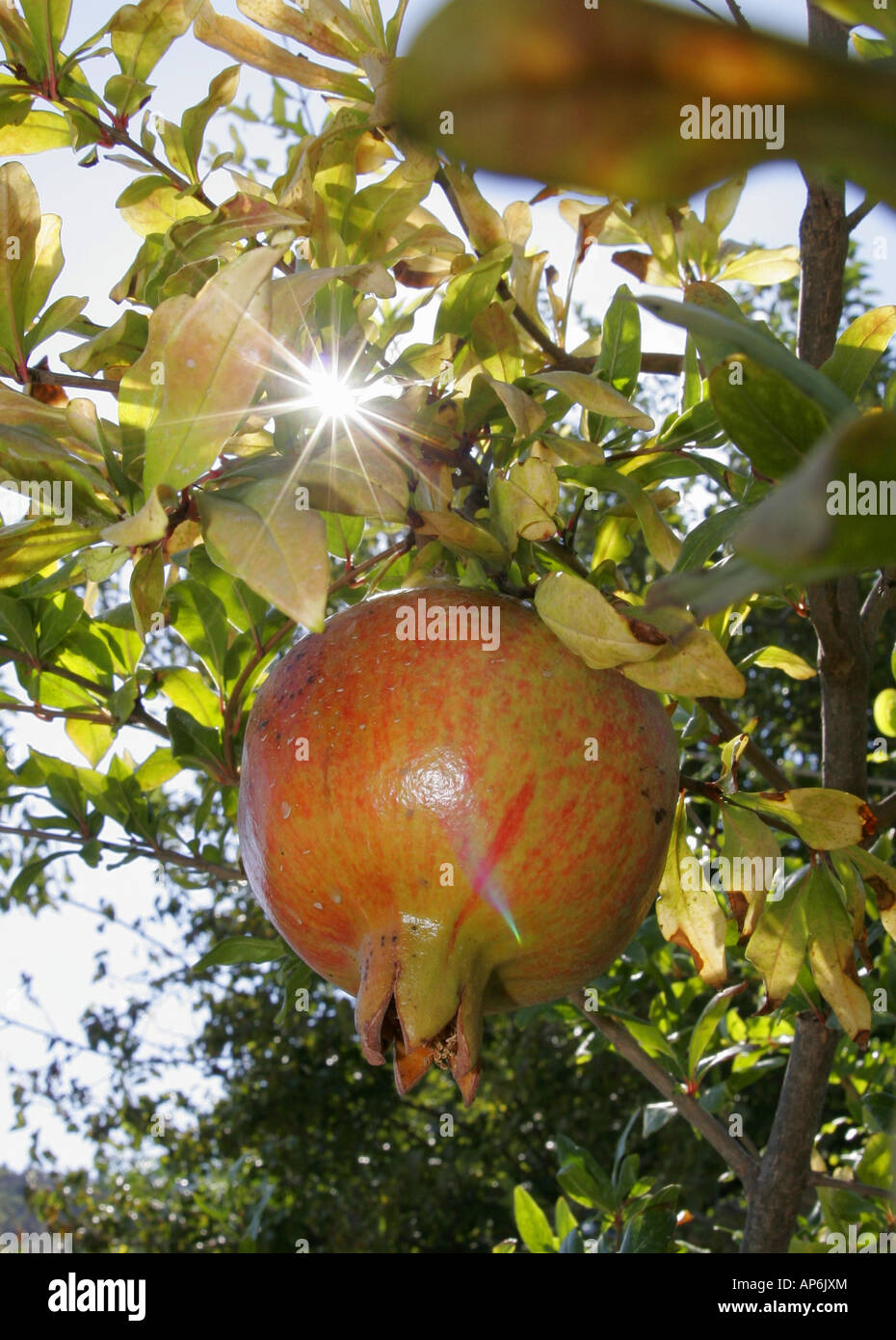 pomegranate turkey