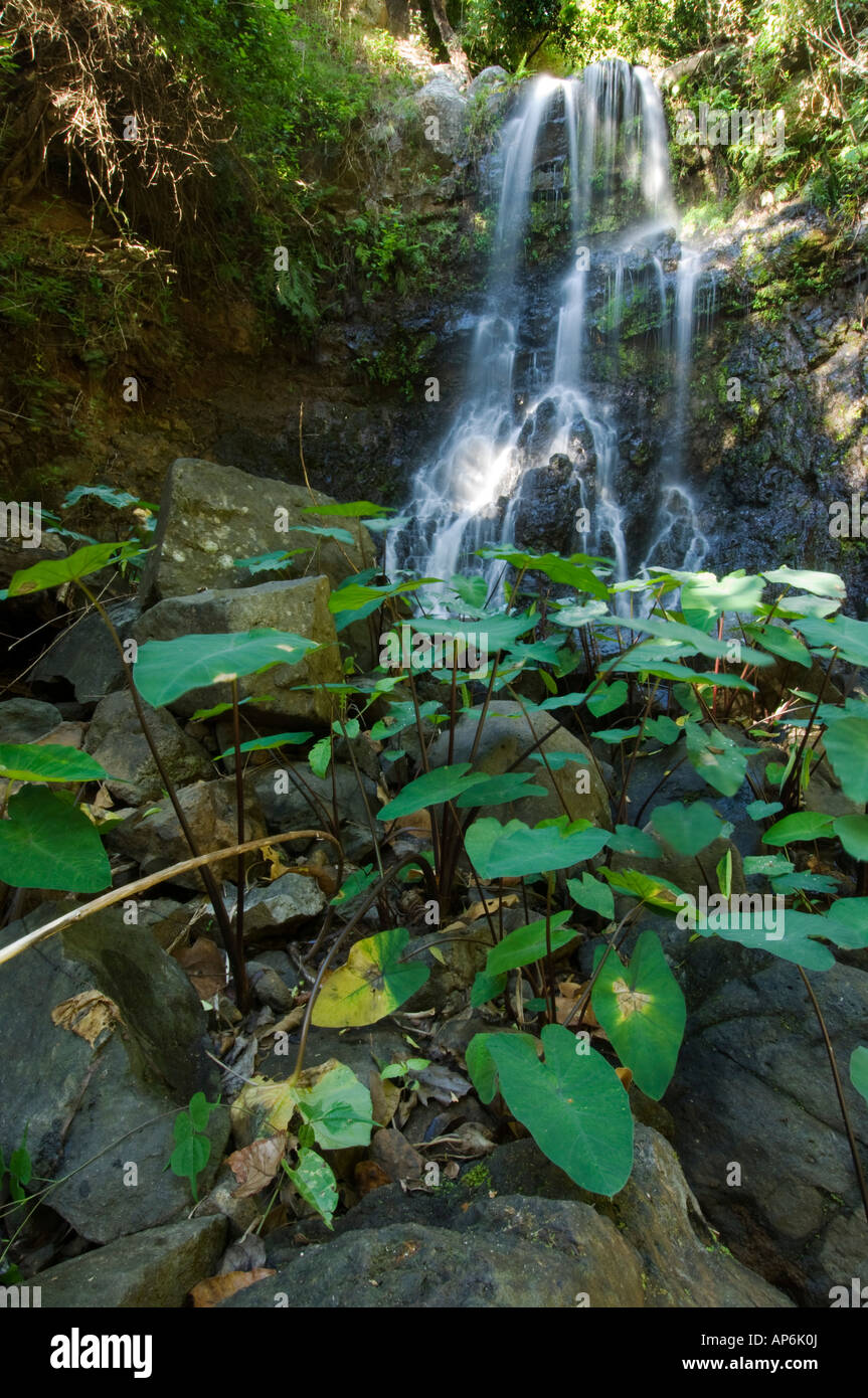 Wild yams africa hires stock photography and images Alamy