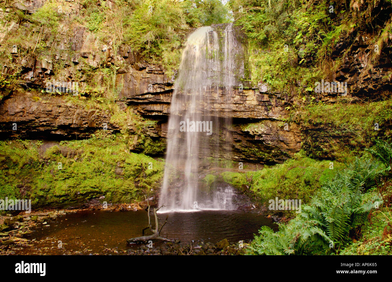 At 30 metres Henrhyd Waterfall is the highest in Brecon Beacons National Park Powys Wales UK Stock Photo