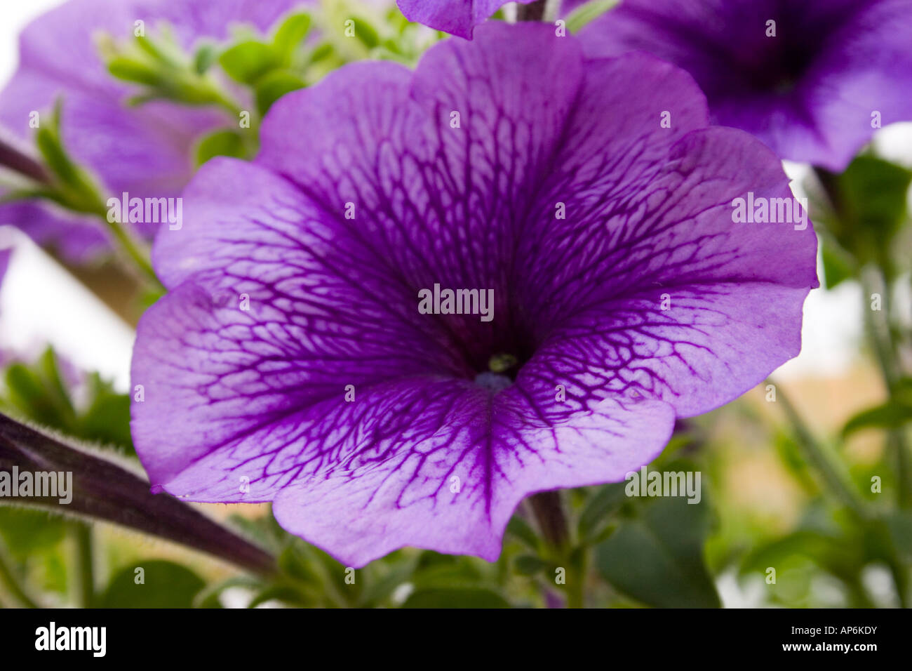 one petunia flower Stock Photo