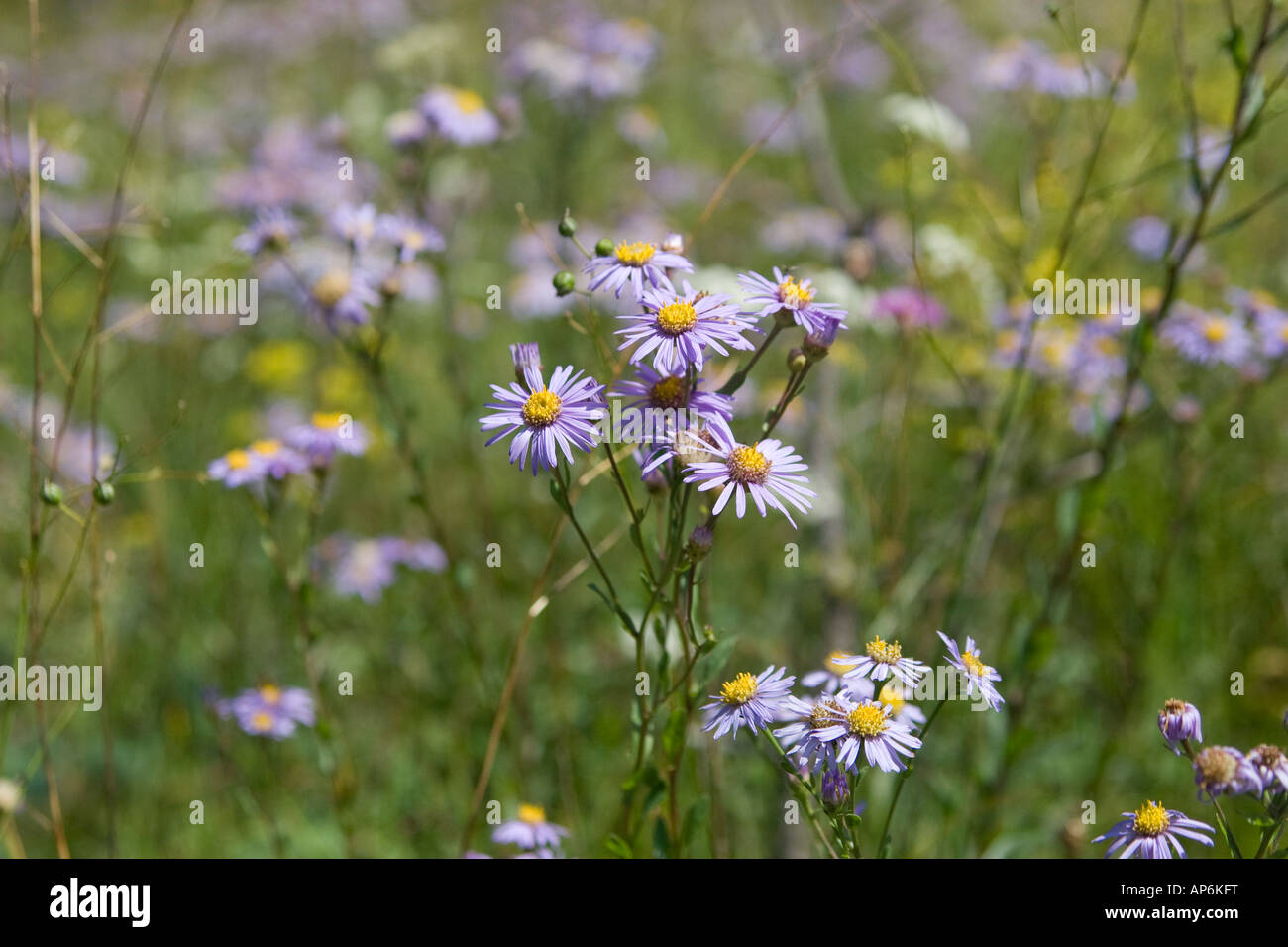 Alpine Aster Blue Alpine Daisy flowers in a green meadow Aster alpinus L Stock Photo