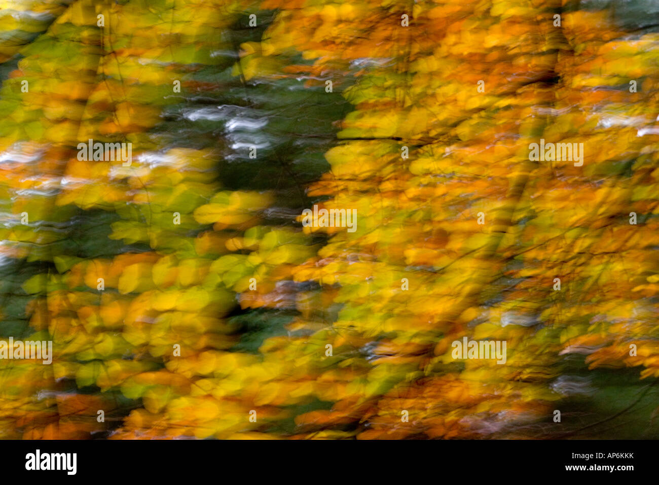 autumn leaves blowing in the wind Stock Photo Alamy