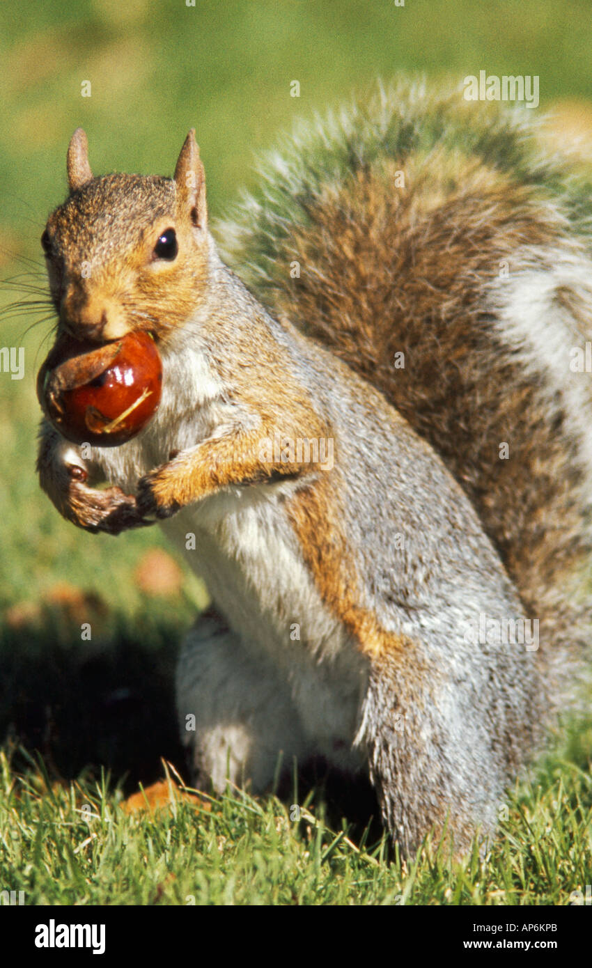 A Western Gray Squirrel (Sciurus griseus) gathers a chestnut on the