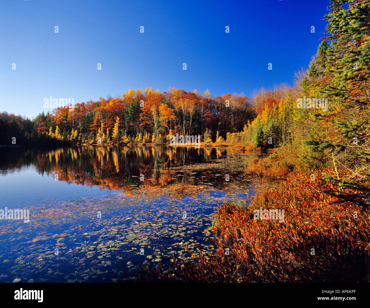 Pond in the Chaquamegon National Forest near Cable Wisconsin Stock ...