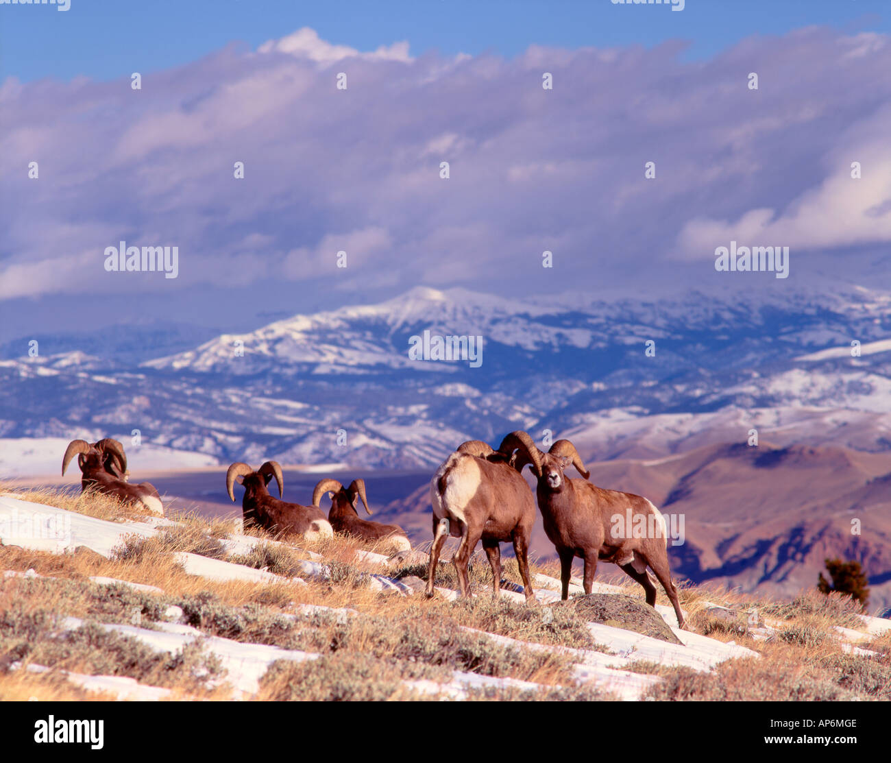 USA, Wyoming, Wind River Mountains, Whiskey Mountain, Bighorn rams (Ovis canadensis) Stock Photo