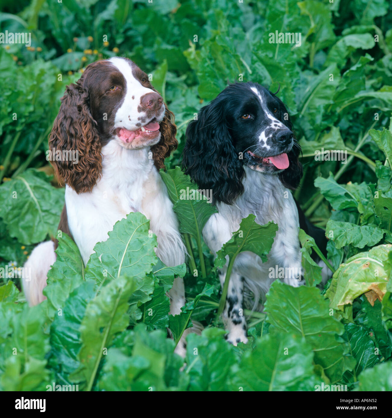 Liver spaniel cheap