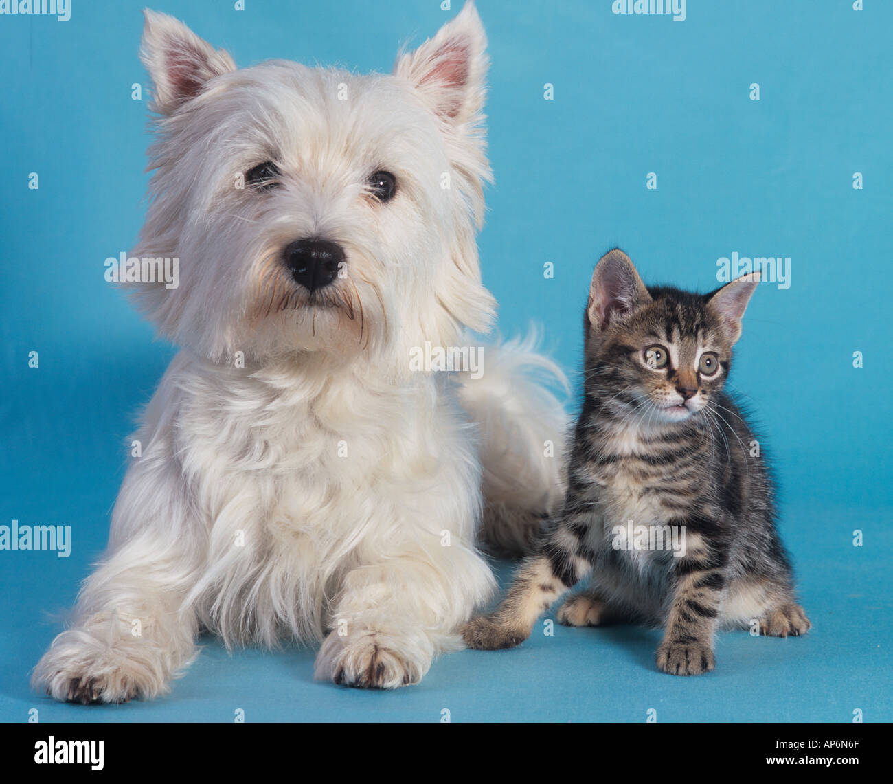 West Highland Terrier Tabby Kitten Stock Photo