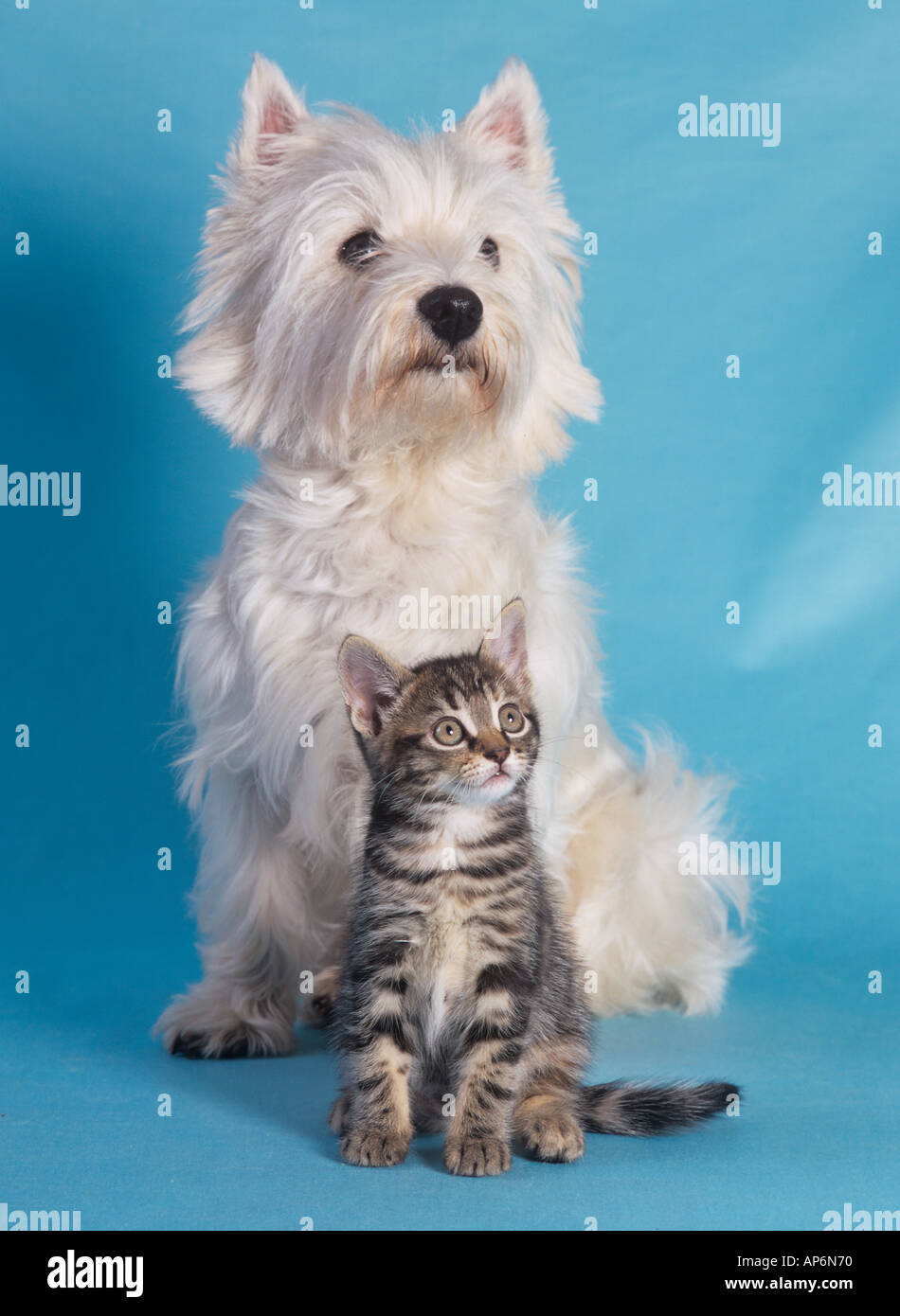 West Highland Terrier Tabby Kitten Stock Photo