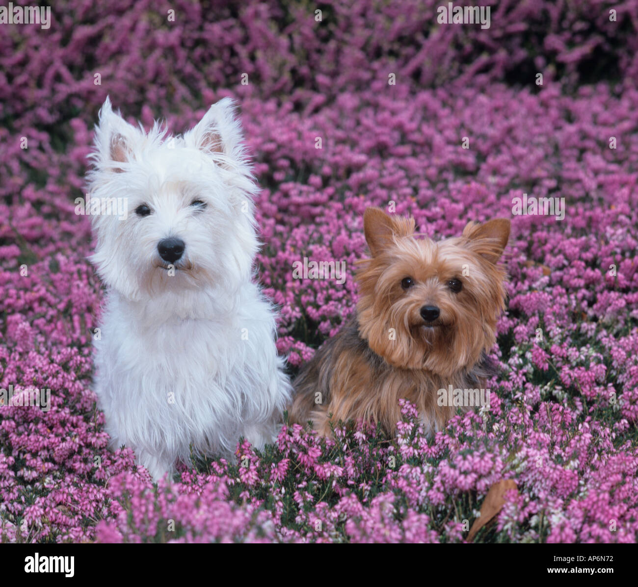 Westie best sale and yorkie