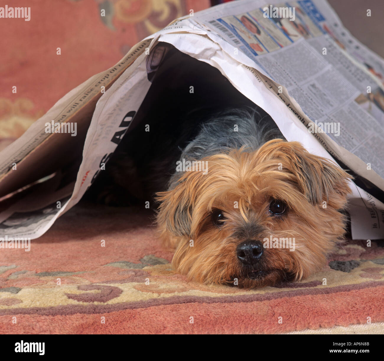 Yorkshire Terrier in the News Stock Photo