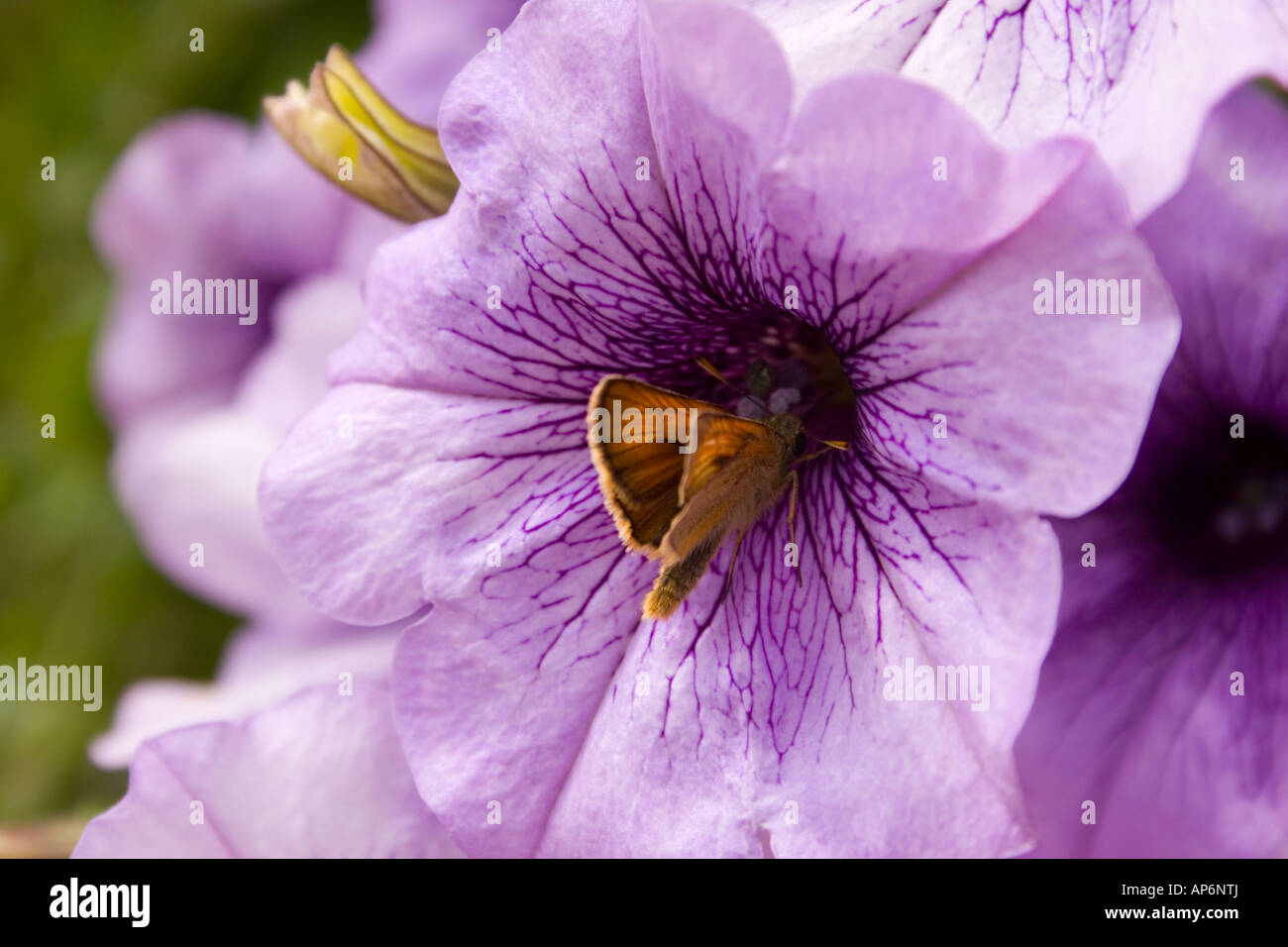 petunia flower Stock Photo