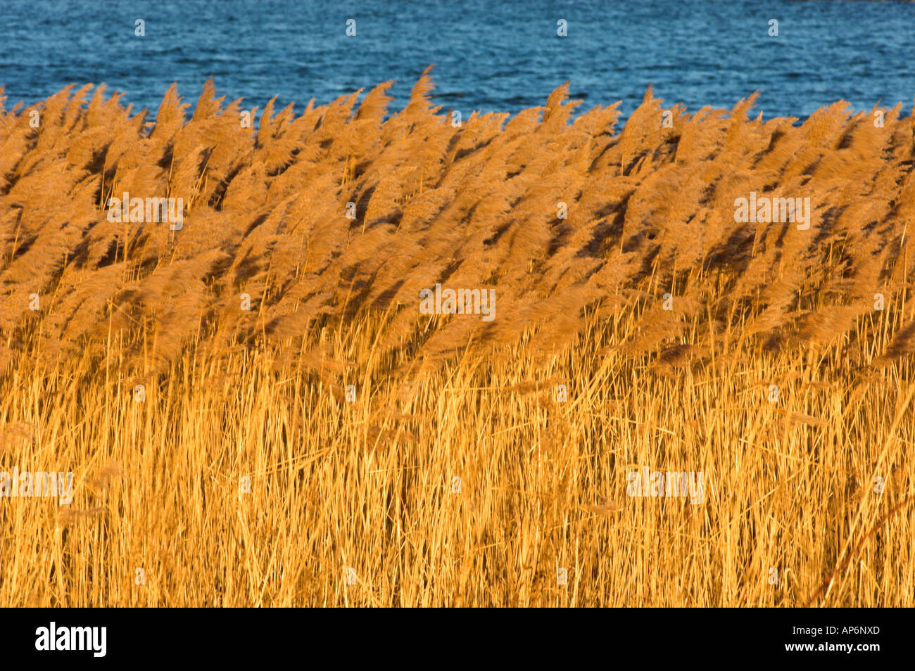 Salt Water Reeds Coastal reeds hi-res stock photography and images - Alamy