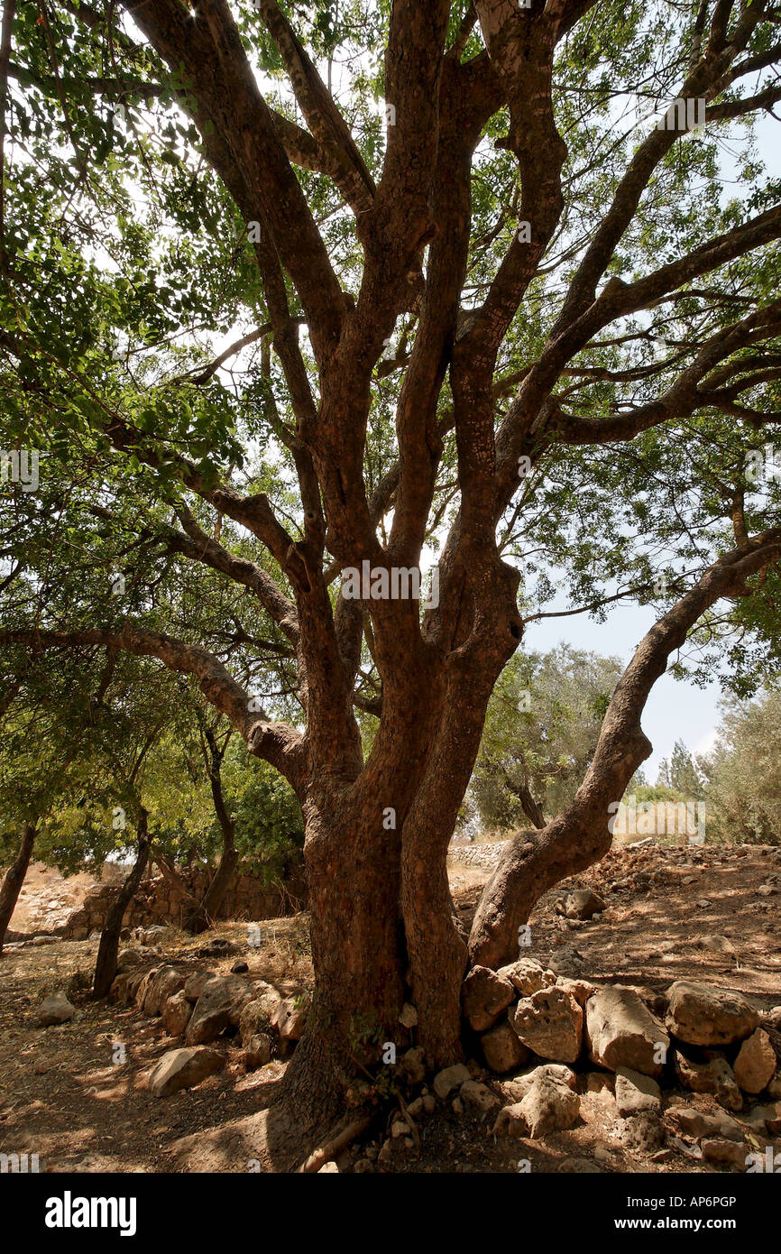 Terebinth tree hires stock photography and images Alamy
