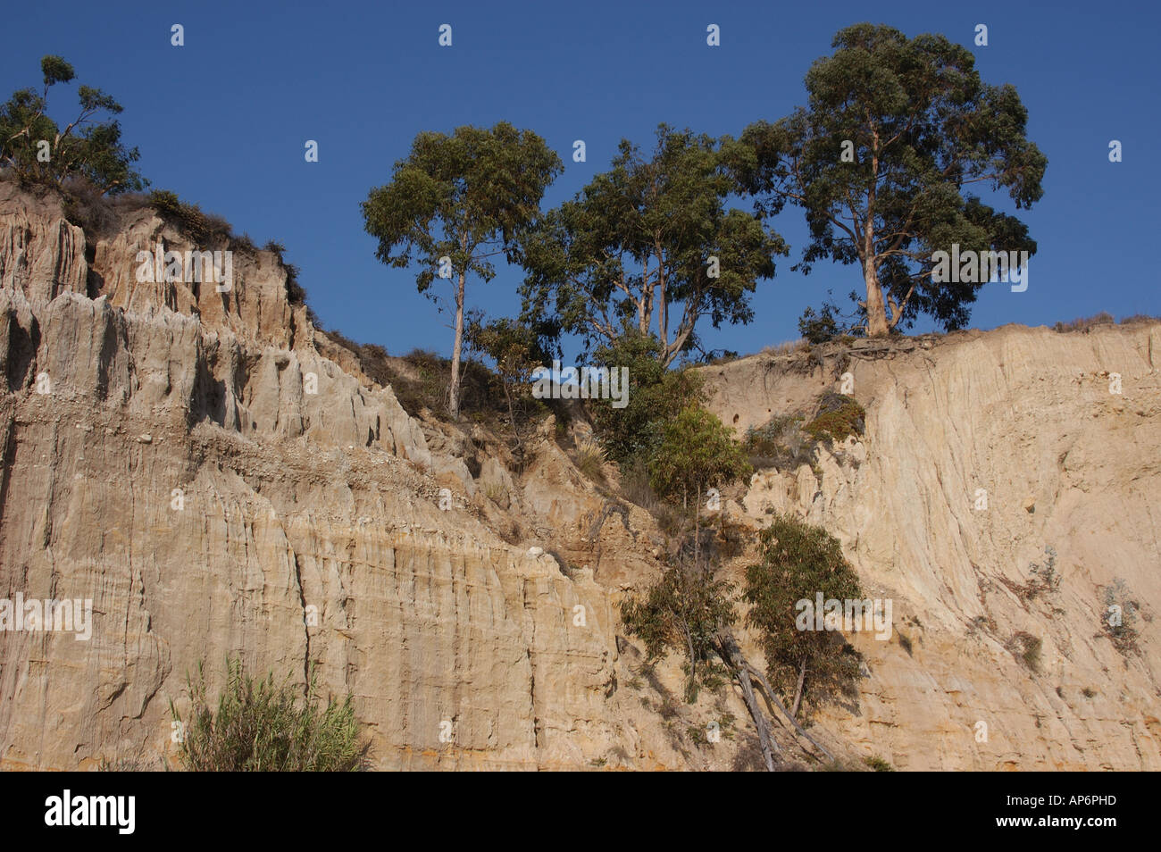 Cliff trees hi-res stock photography and images - Alamy