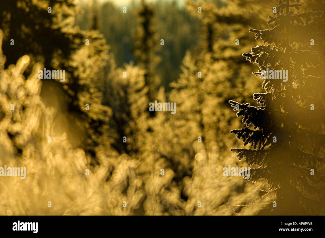 The forest in winter hi-res stock photography and images - Alamy