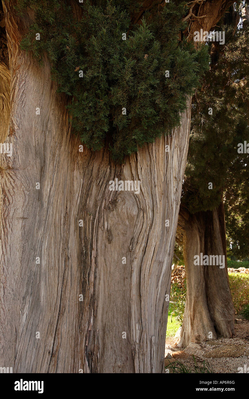 Israe the Galilee Cypress tree in the Bahai Garden in Mazraa near Nahariya Stock Photo
