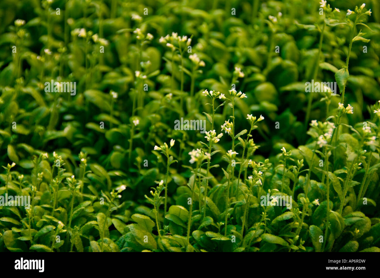 Arabidopsis thaliana in a biotechnical laboratory Stock Photo