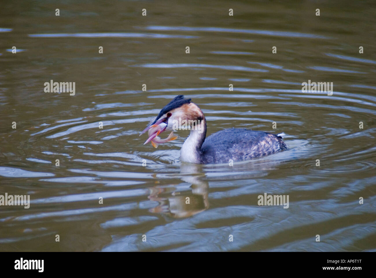 Great Crested Grebe with a Perch in its mouth Podiceps cristatus Stock Photo
