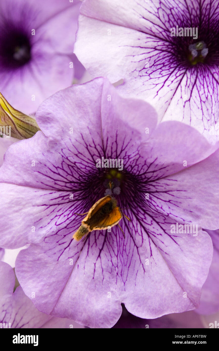 petunia flower Stock Photo