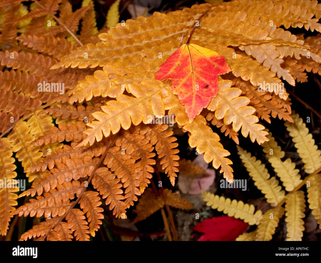 Golden ferns hi-res stock photography and images - Alamy