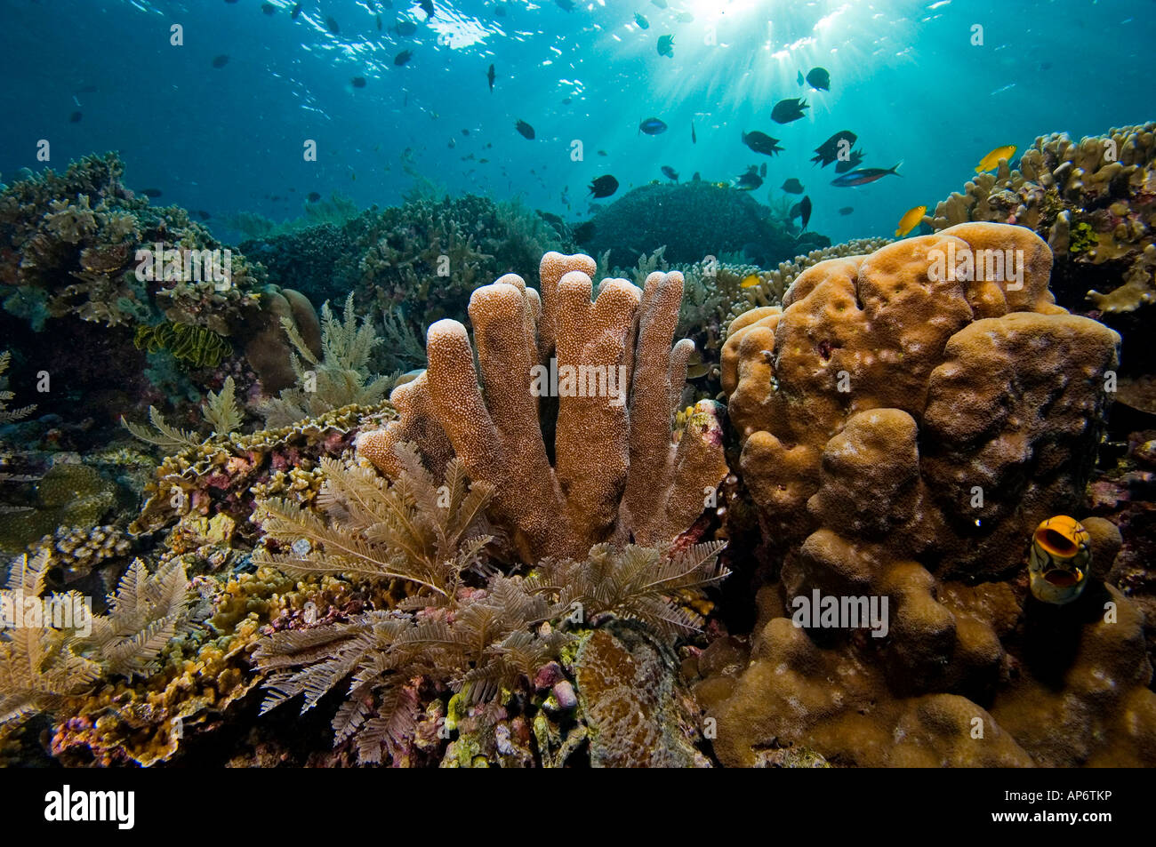 Fish world hi-res stock photography and images - Alamy