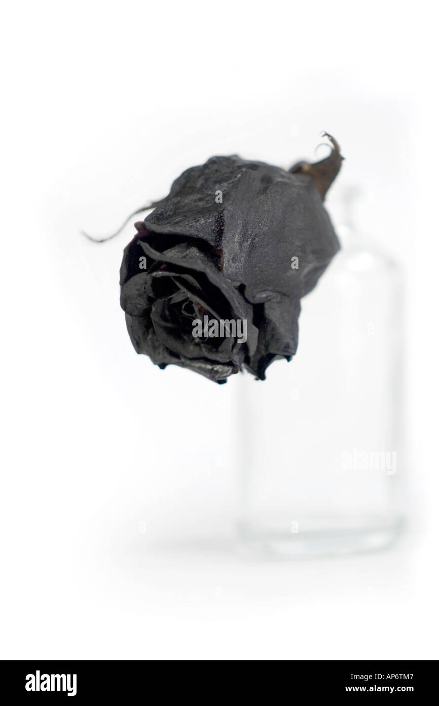 dried black rose on white background Stock Photo