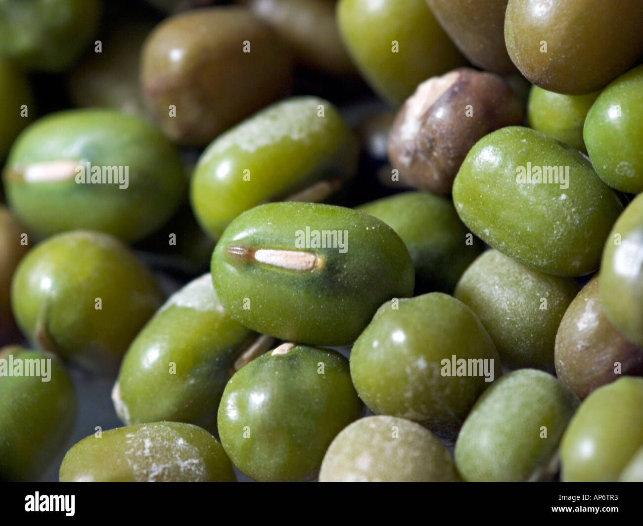 dried mung beans Stock Photo