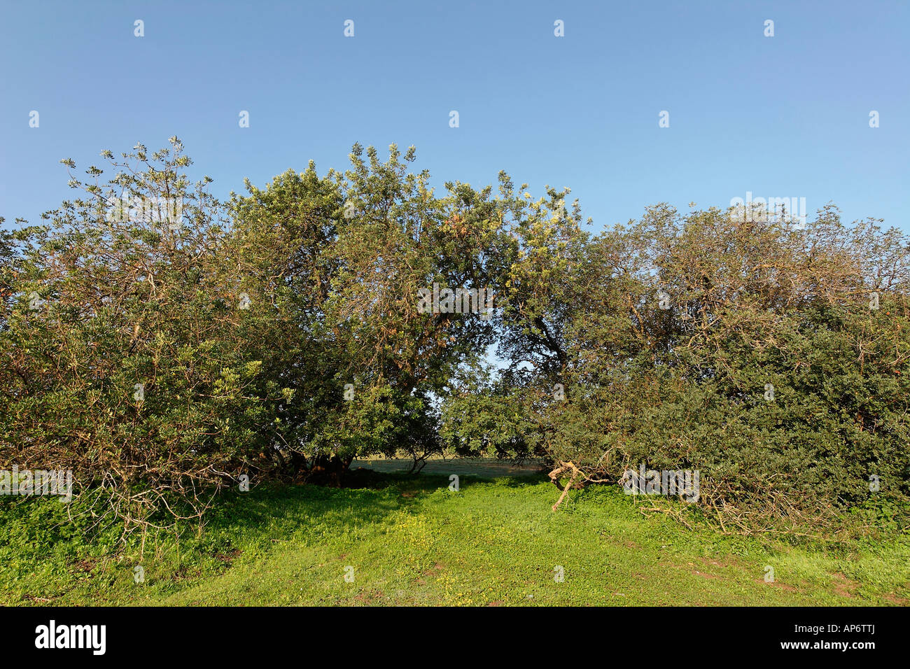 Israel Carob trees in Sharon Park Stock Photo Alamy
