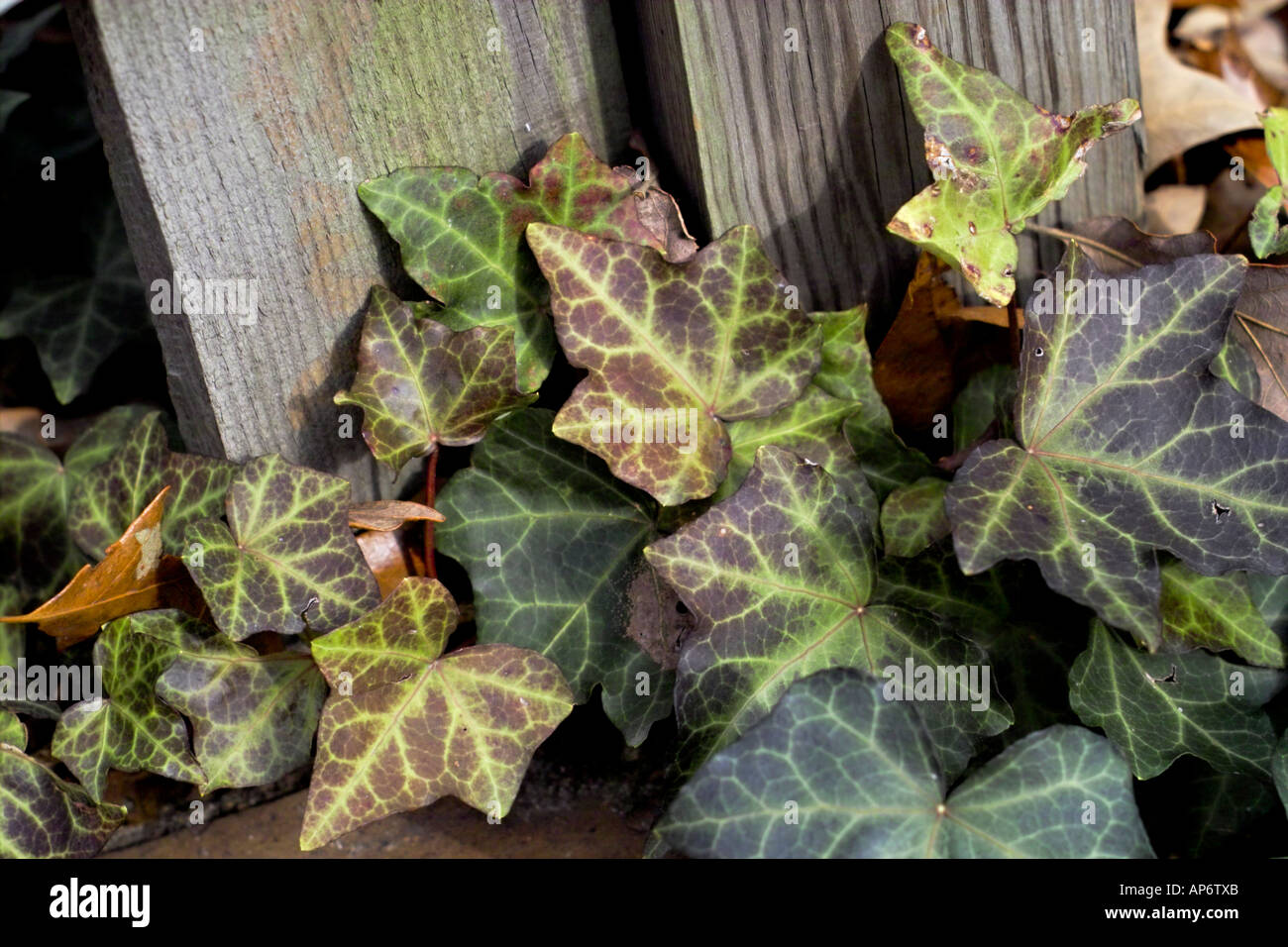 variegated ivy Stock Photo