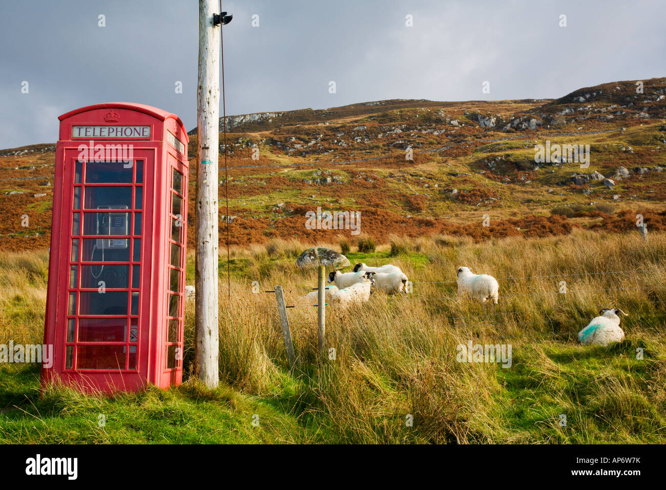 Vintage British Telecom GPO red telephone box in Highlands of Scotland with sheep in background Stock Photo